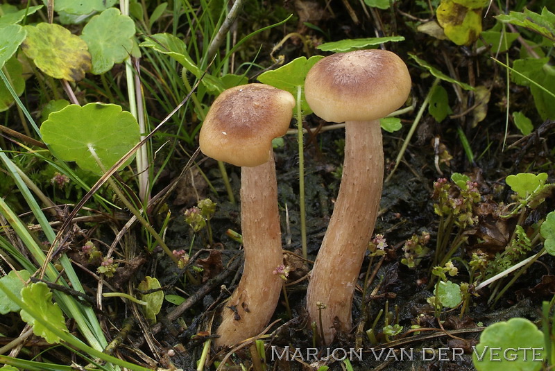 Moerashoningzwam - Armillaria ectypa